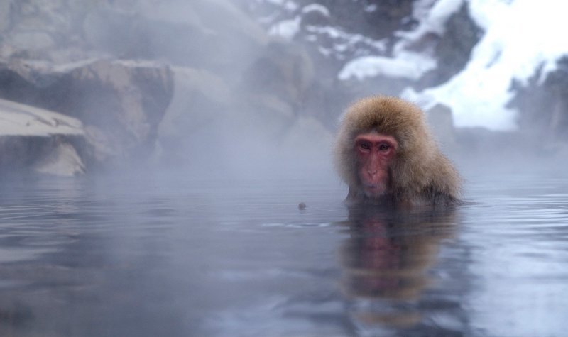 Makaki uživaju u japanskim toplicama