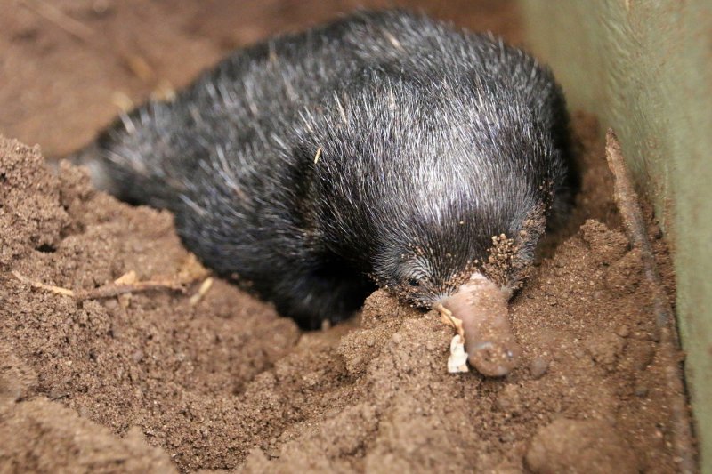 Mali ješci rođeni u australskom Zoološkom vrtu Taronga