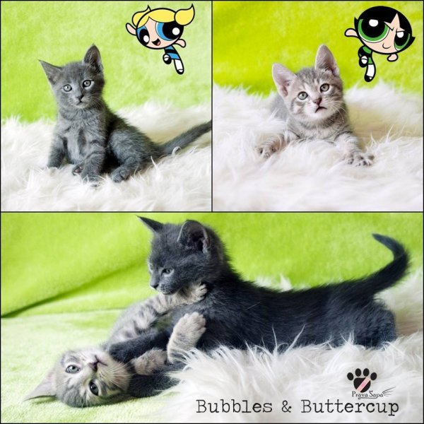 Buttercup i Bubbles