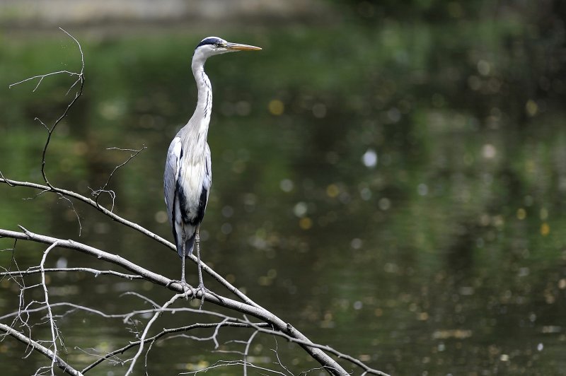 Zagrebački ZOO proslavio 93. rođendan