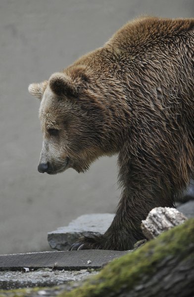 Zagrebački ZOO proslavio 93. rođendan