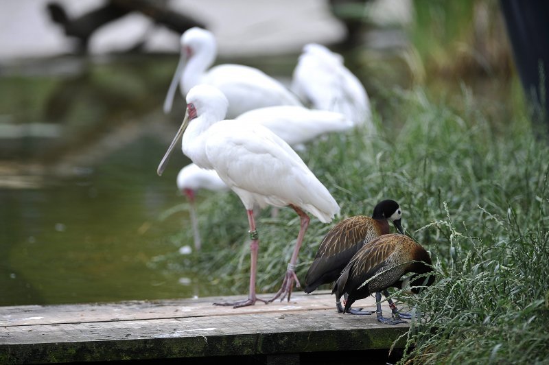 Zagrebački ZOO proslavio 93. rođendan