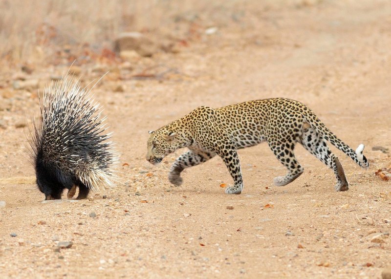 Leopard vreba dikobraza