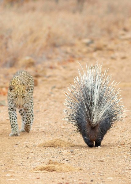 Leopard vreba dikobraza