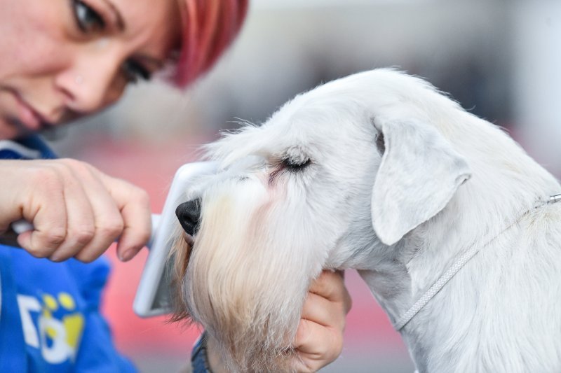 Na Velesajmu održana međunarodna izložba pasa CACIB Zagreb