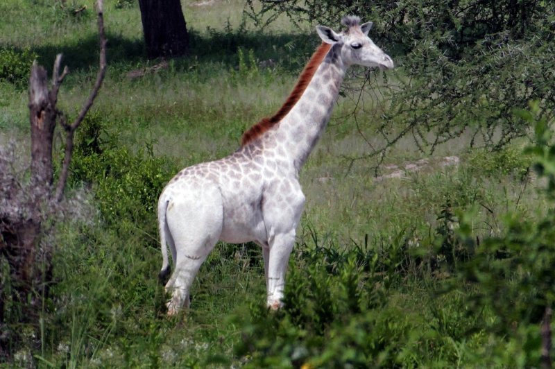 Albino životinje