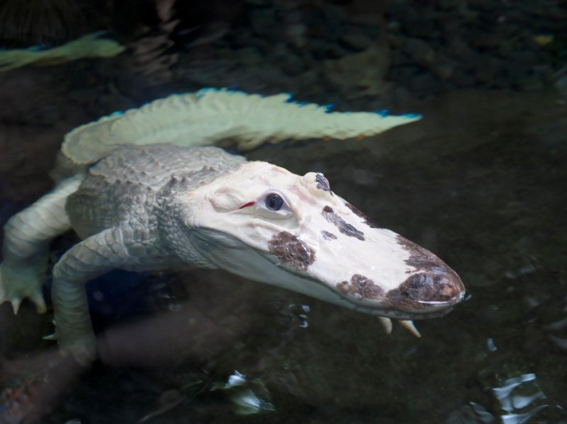 Albino životinje