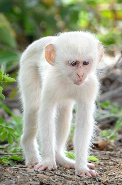 Albino životinje