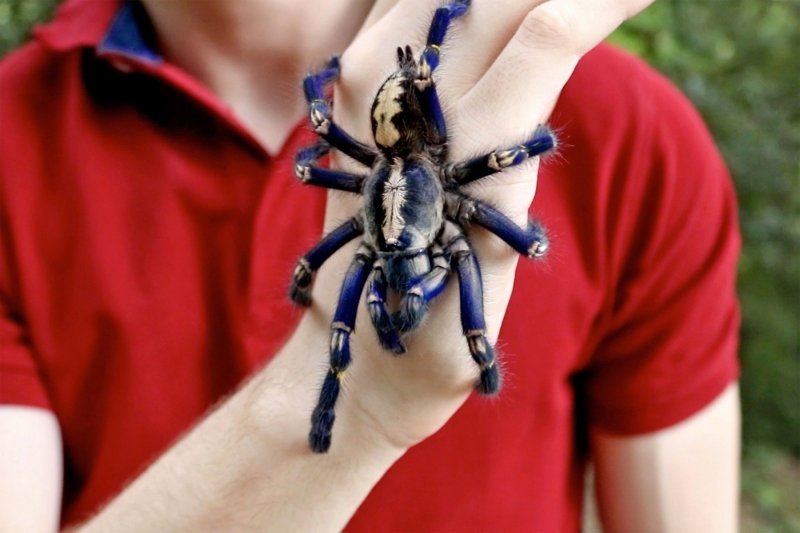 Plava tarantula