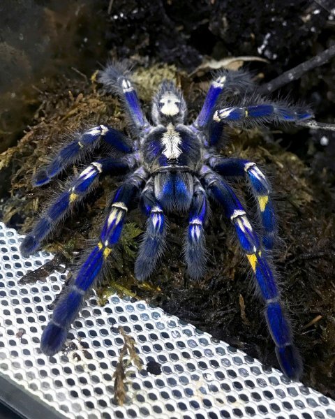 Plava tarantula