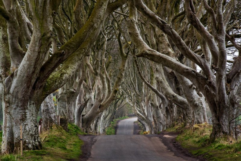 The Dark Hedges - Sjeverna Irska