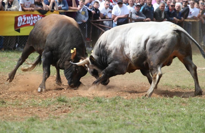 Dicmo: 15. bikijada braće Kokan