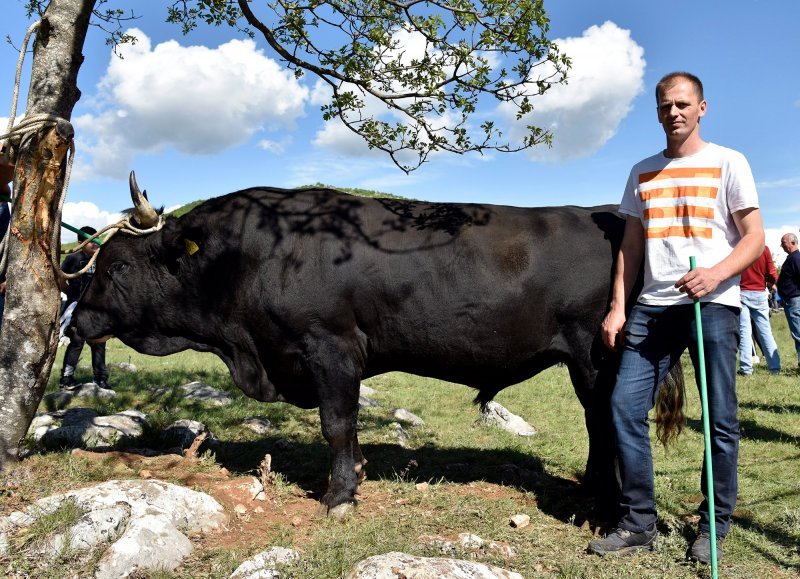 Mateo Maretić i bik Biser