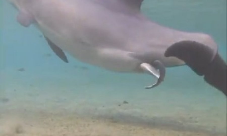 I ljubavni par delfini LJUBAVNI PAR