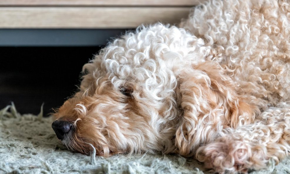 Jedna je žena rekla da je njen labradoodle savršen spoj ljubavi i inteligencije