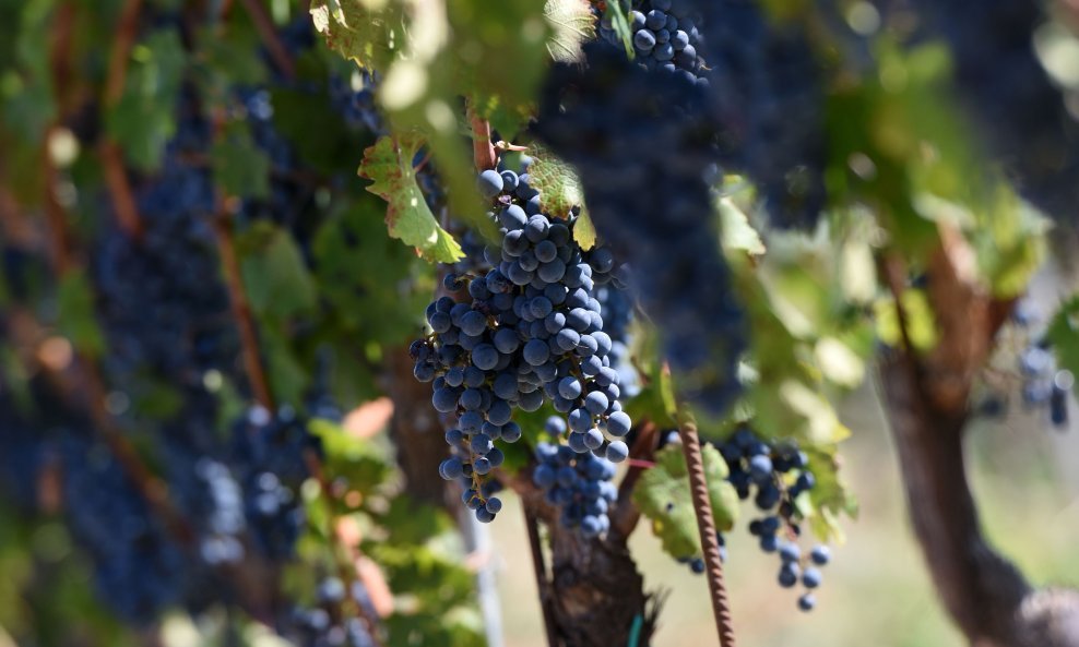 Grožđe iz kojeg se dobiva vino istarski teran