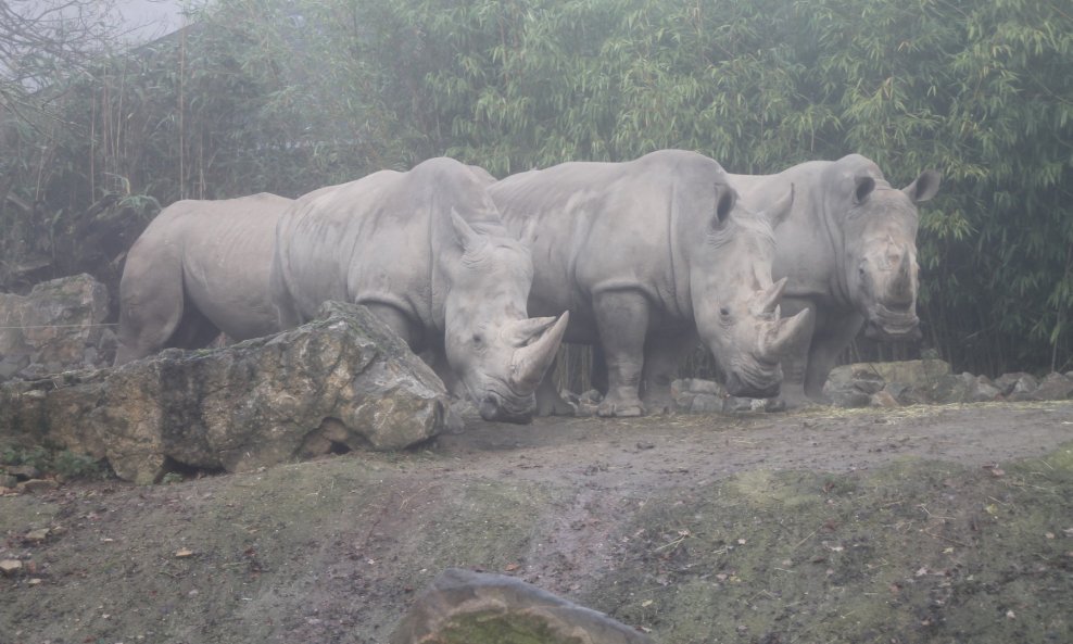 Današnji nosorozi
