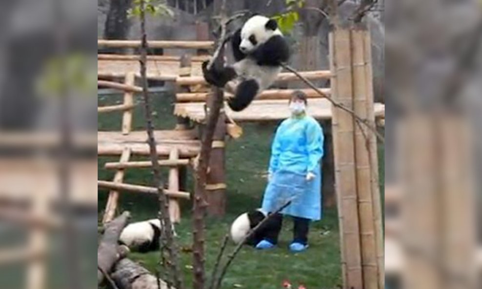 panda funvideo