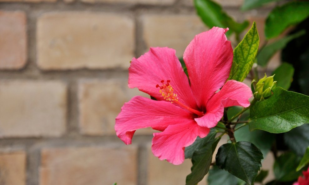 Hibiskus voli puno svjetlosti pa treba pripaziti na mjesto sadnje