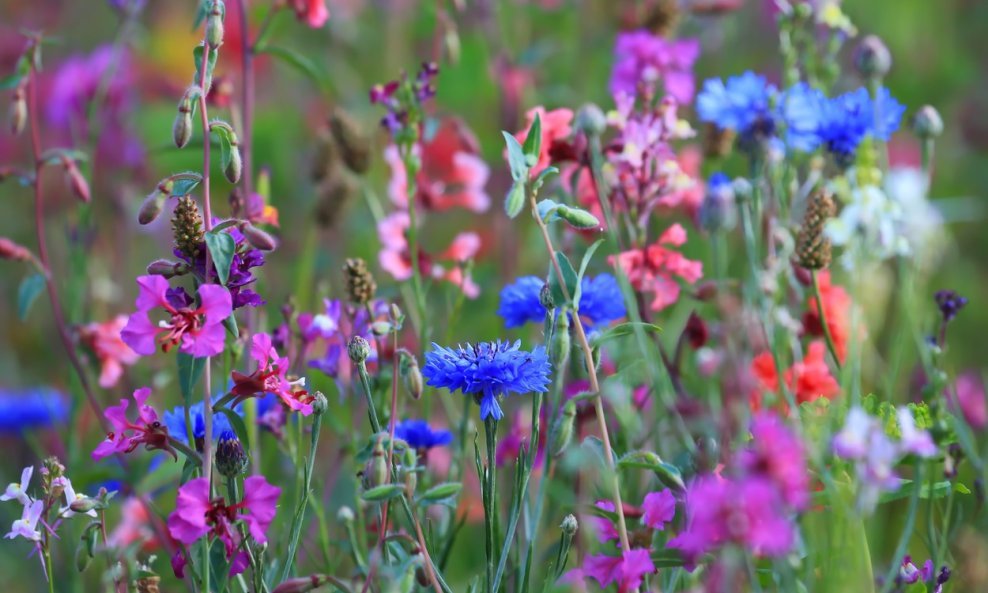 Lavanda