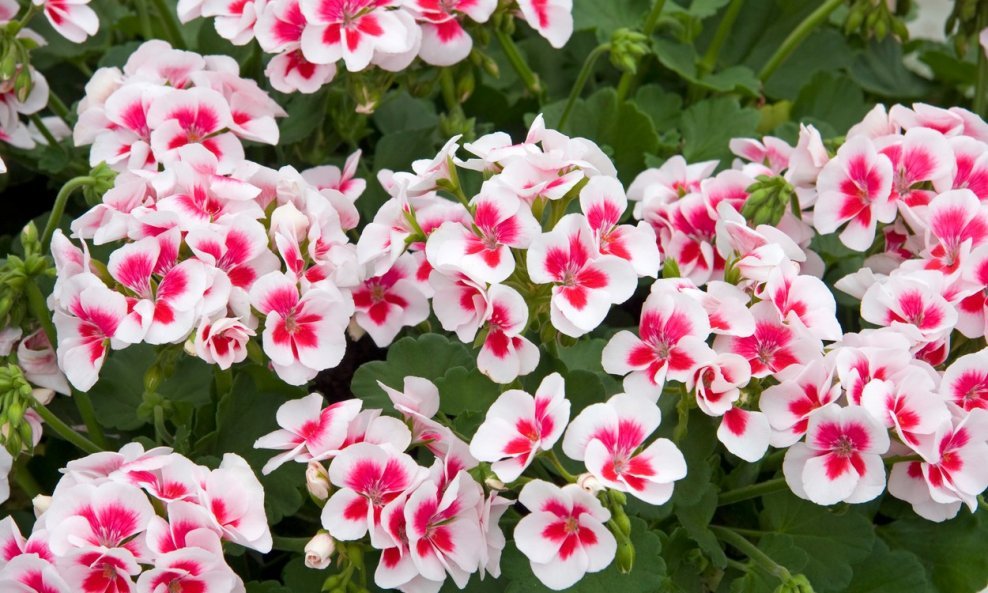 Pelargonije