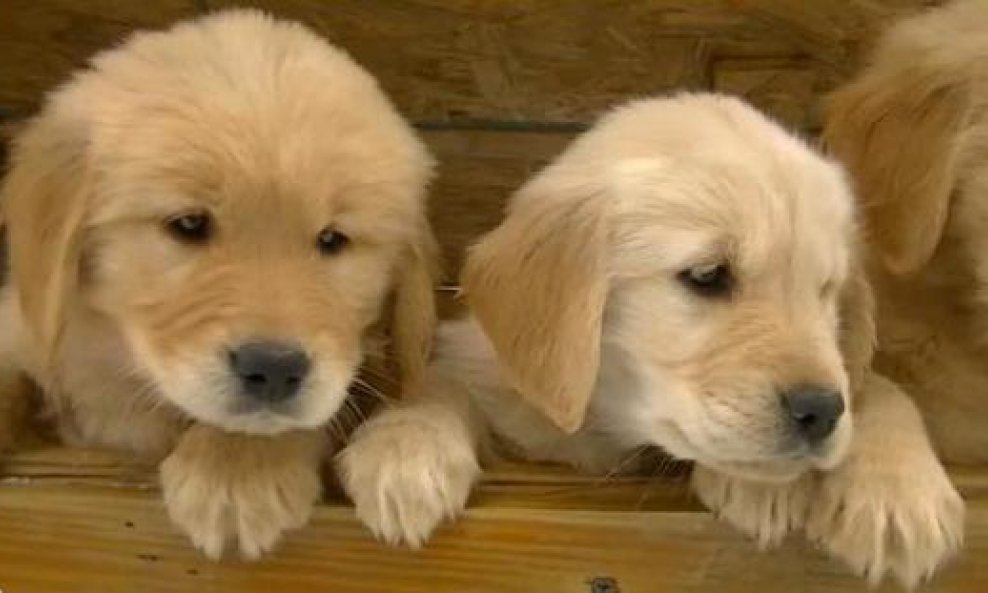 golden retriver funvideo