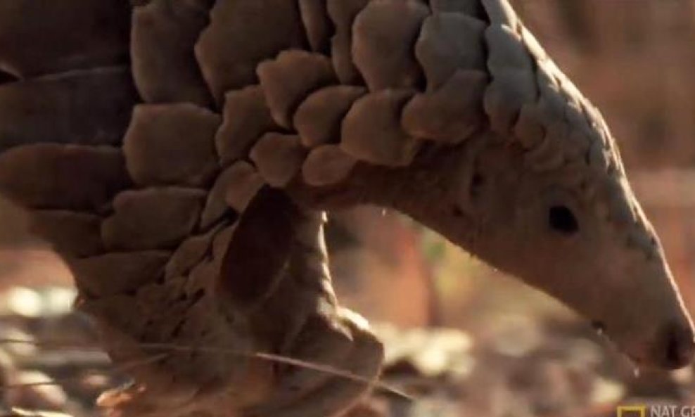 pangolin funvideo