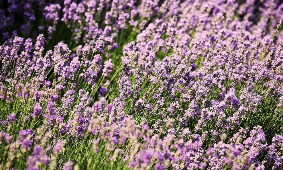 Lavanda cvate od kasnog proljeća do kraja ljeta