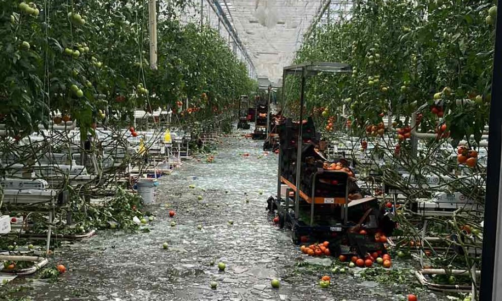 Nevrijeme je potpuno uništilo proizvodnju rajčica u staklenicima u Bošnjacima