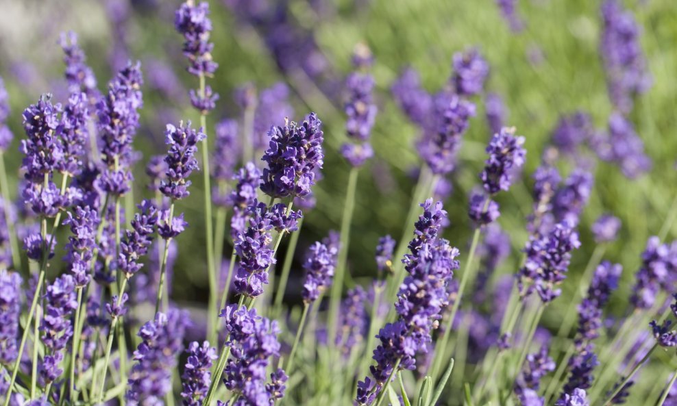 Lavanda