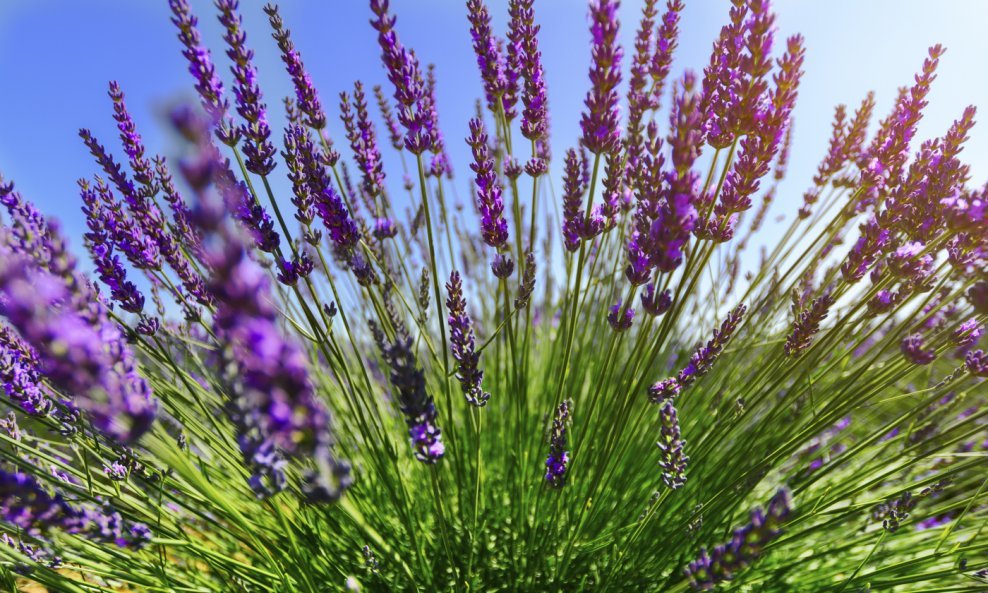 Lavanda