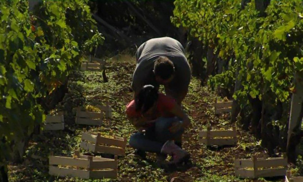 Ljubav je na selu - borba u vinogradu