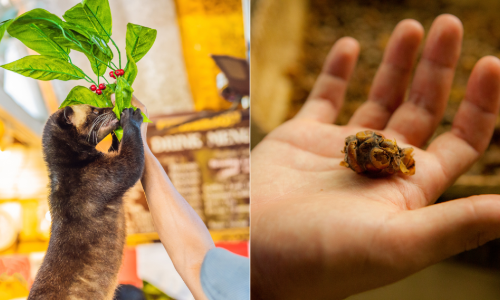 Kopi Luwak je najekskluzivnija i najskuplja kava na svijetu