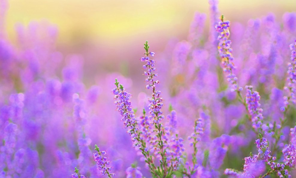 Vrijes (Calluna vulgaris)