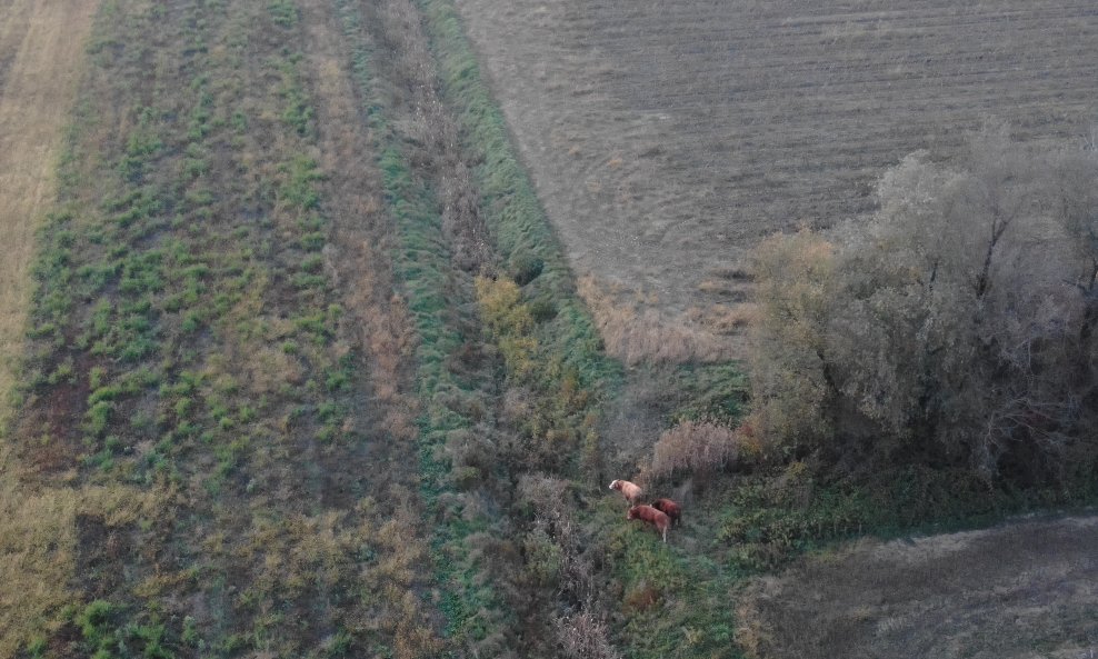 Pronađeni bikovi u blizini NP Rugvica