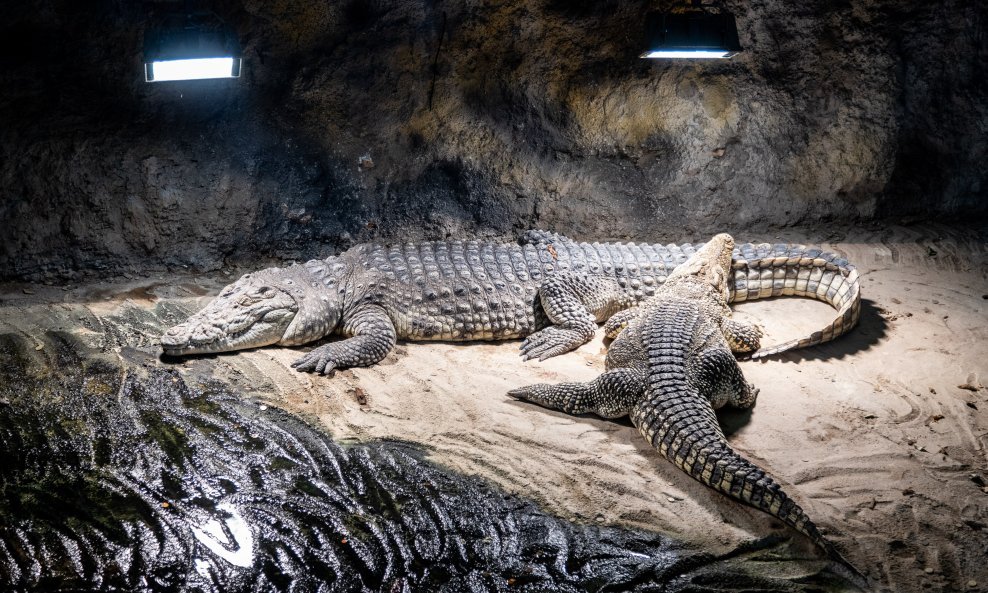 Krokodili u zagrebačkom zoološkom vrtu