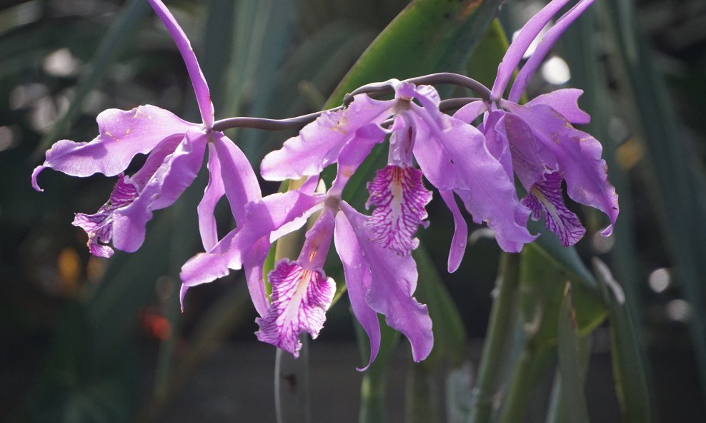 Bletilla striata