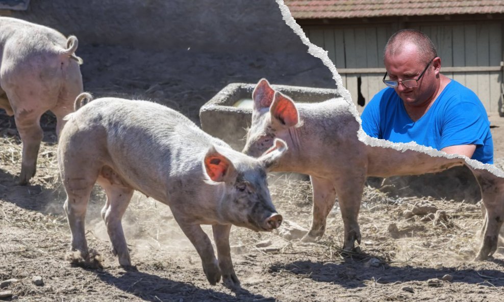 Antun Golubović, predsjednik Odbora za svinjogojstvo HPK