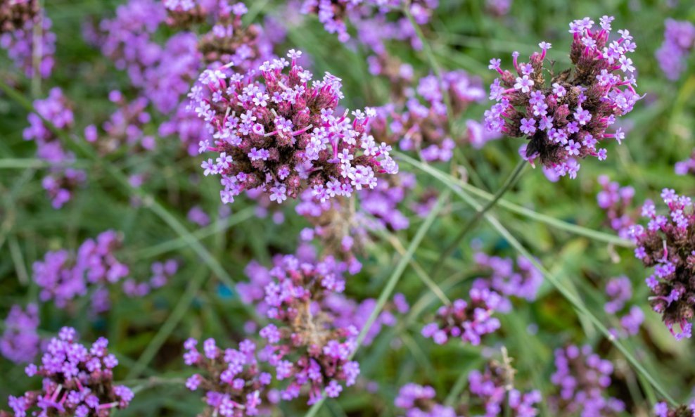 Verbena