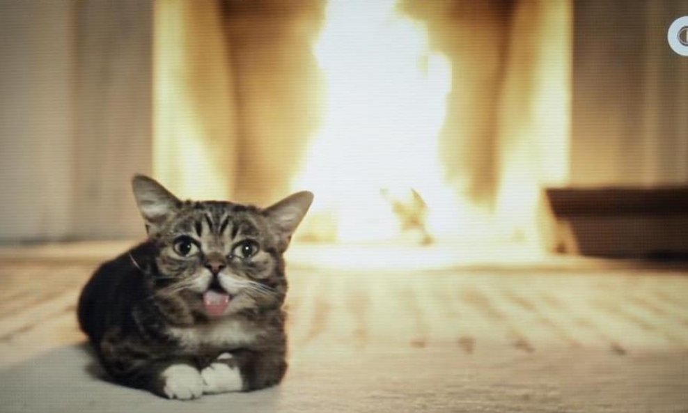 mačka Lil Bub