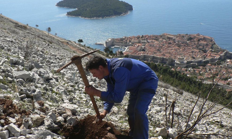 pošumljavanje srđa