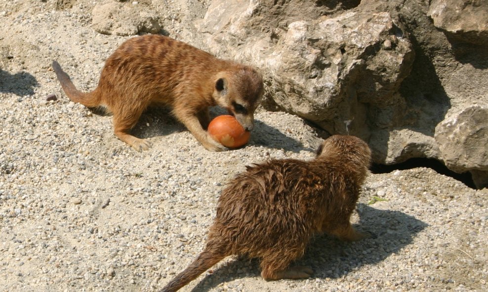 Merkat 2 (Suricata suricatta)