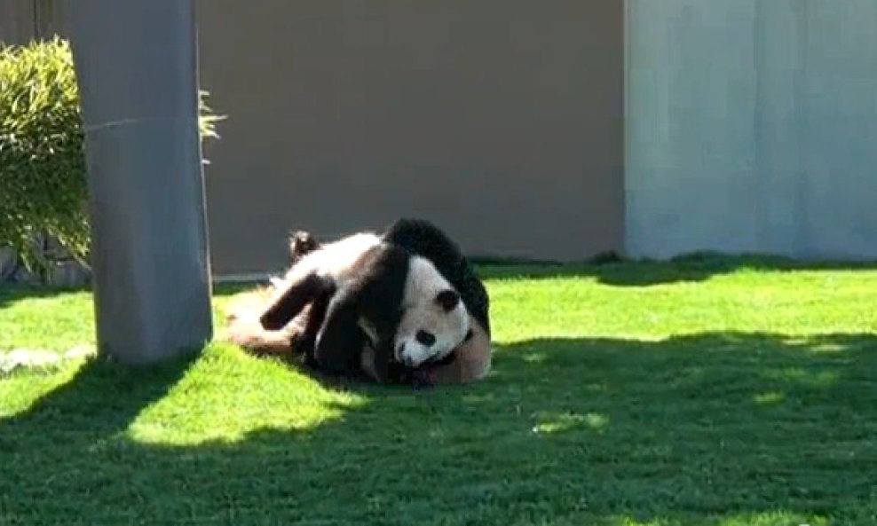 Pogledajte kako se mama panda hrva sa svojom bebom