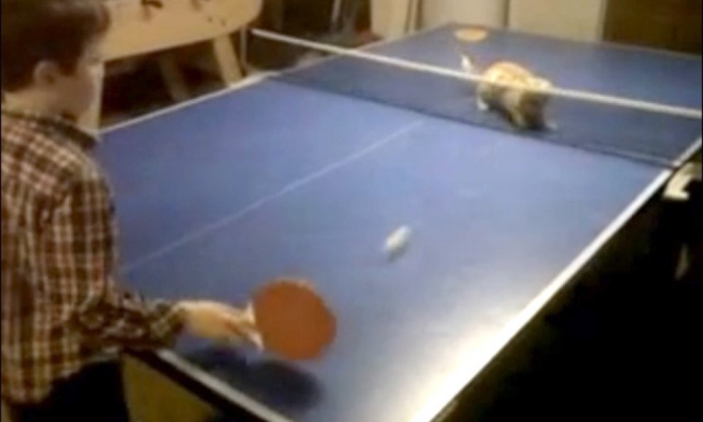 ping pong maca funvideo