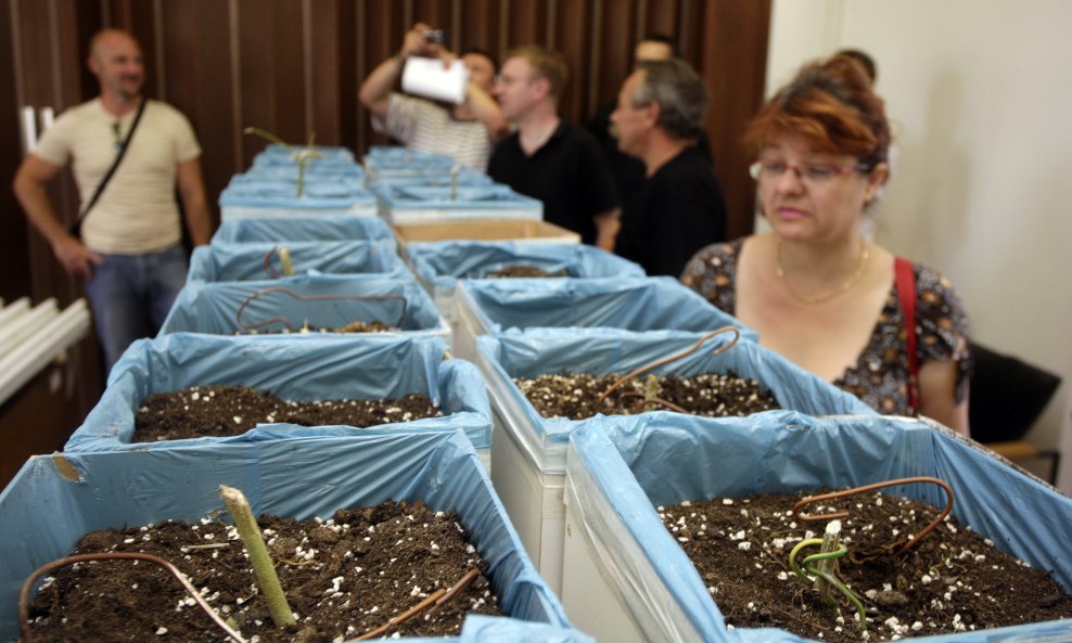 marihuana laboratorij