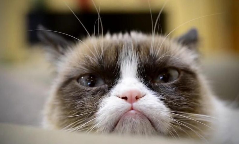 grumpy cat funvideo