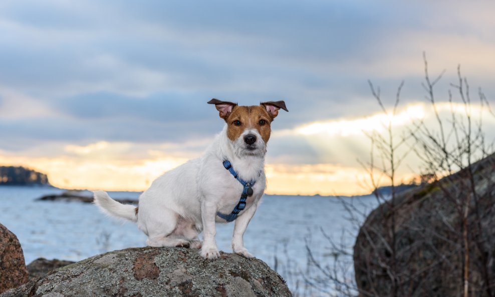 pas Jack Russell terijer