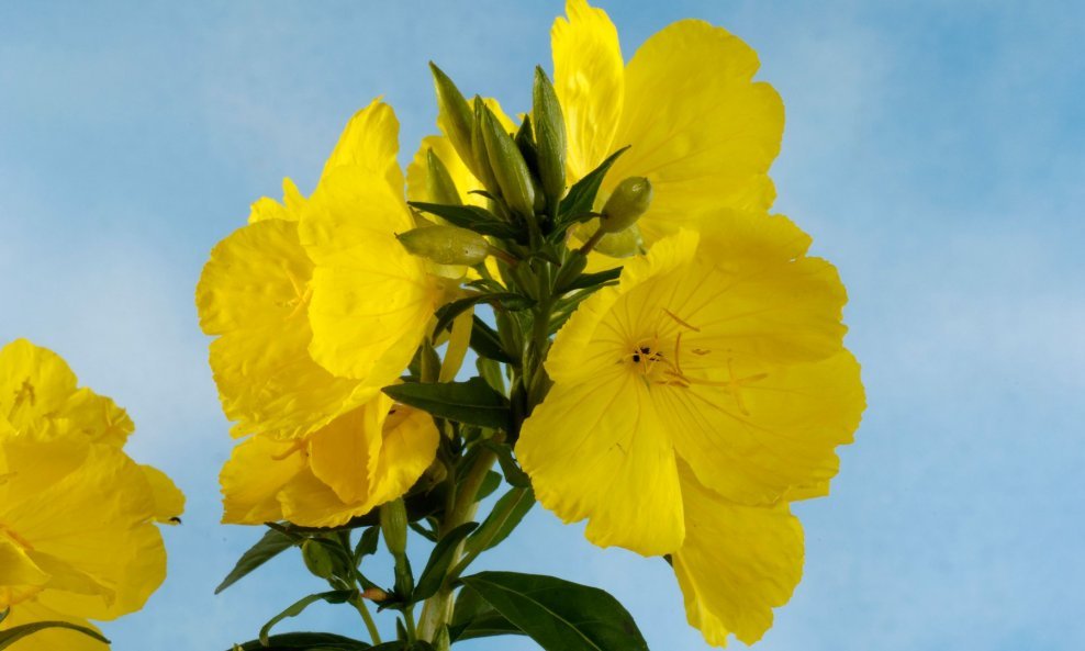 Noćurak (lat. Oenothera biennis)