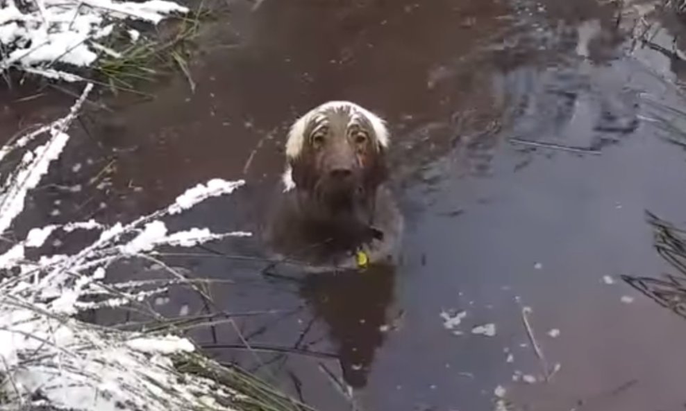 Labrador Toby