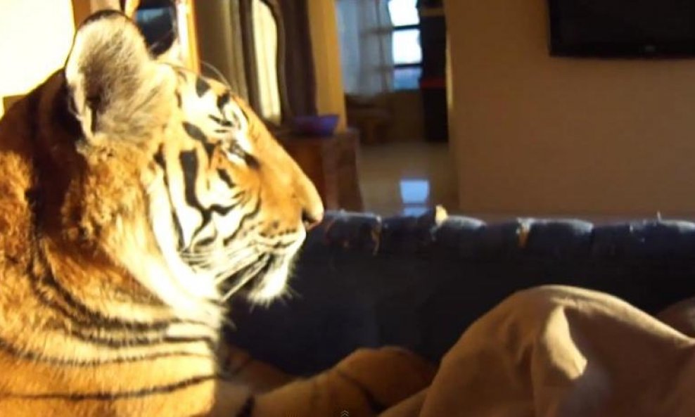 tigar Enzo funvideo